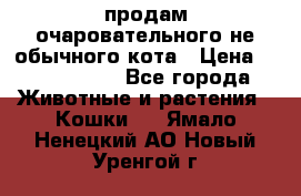 продам очаровательного не обычного кота › Цена ­ 7 000 000 - Все города Животные и растения » Кошки   . Ямало-Ненецкий АО,Новый Уренгой г.